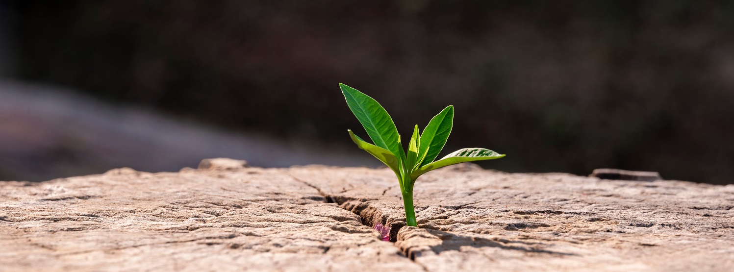 Image of small green plant growing out of dead brown stump